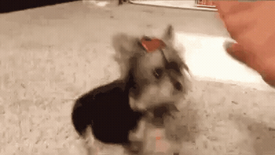 A Small Dog Wearing Sunglasses And A Bow Tie Is Being Petted By A Person . GIF