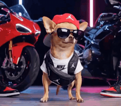 A Small Dog Wearing Sunglasses And A Hat Is Standing In Front Of A Motorcycle . GIF