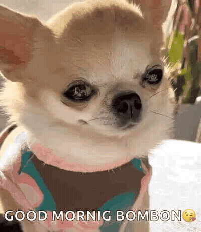 A Small Dog With A Scarf Around Its Neck Says Good Mornig Bombon . GIF