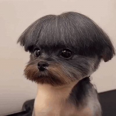 A Small Dog With A Very Short Haircut On Its Head GIF