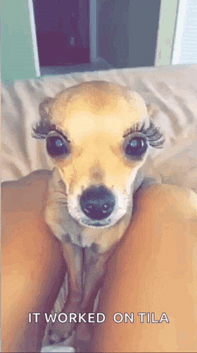 A Small Dog With False Eyelashes Is Sitting On A Person 'S Leg . GIF
