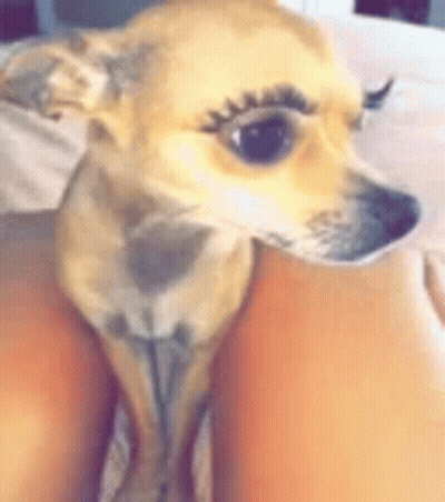 A Small Dog With Long Eyelashes Is Sitting On A Woman 'S Lap . GIF
