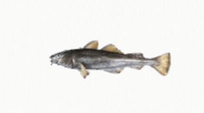 A Small Fish Is Swimming On A White Background GIF