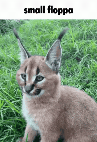 A Small Floppa Is Sitting In The Grass Looking At The Camera . GIF
