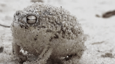 A Small Frog Covered In Sand Looks At The Camera GIF