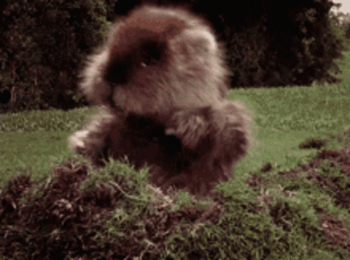 A Small Furry Animal Is Sitting In The Grass GIF