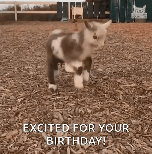 A Small Goat Is Standing In A Pile Of Wood Chips And Says `` Excited For Your Birthday '' . GIF