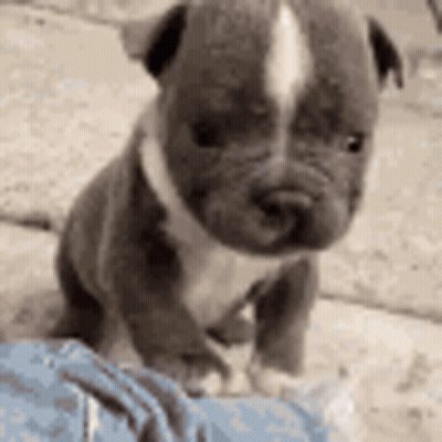 A Small Gray And White Puppy Is Sitting On A Person 'S Lap . GIF