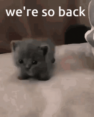 A Small Gray Kitten Is Sitting On A Bed With The Words `` We 'Re So Back '' Written On The Bottom . GIF