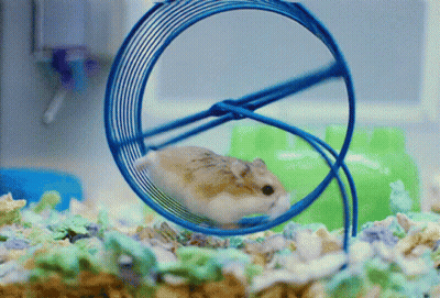 A Small Hamster Is Running In A Blue Wheel GIF