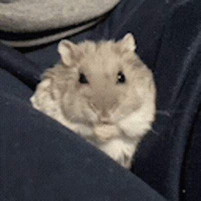 A Small Hamster Is Sitting In Someone 'S Lap And Looking At The Camera GIF