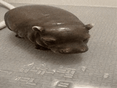 A Small Hippopotamus Is Standing On A Bath Mat . GIF