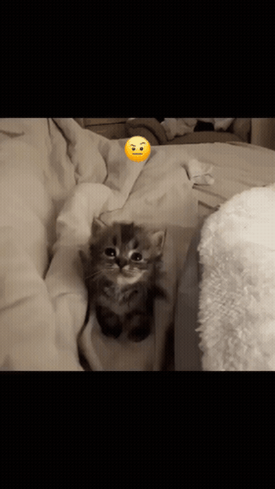 A Small Kitten Is Laying On A Bed With A Smiley Face On Its Head . GIF