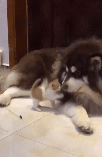 A Small Kitten Is Playing With A Large Dog On A Tile Floor . GIF
