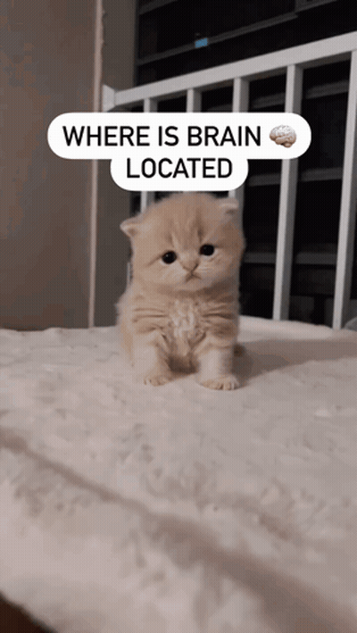 A Small Kitten Is Sitting On A Bed With A Sign That Says Where Is Brain Located GIF