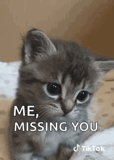 A Small Kitten Is Sitting On A Bed With The Words `` Me , Missing You '' Written On It . GIF