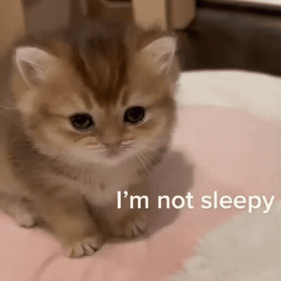 A Small Kitten Is Sitting On A Pink Pillow And Looking At The Camera . GIF