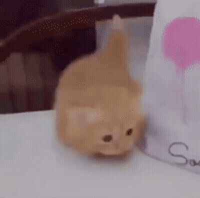 A Small Kitten Is Sitting On A Table Next To A Pink Balloon . GIF