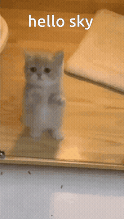 A Small Kitten Is Standing In Front Of A Glass Door With The Words Hello Sky Above It GIF