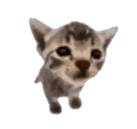 A Small Kitten Is Standing On A White Background And Looking Up . Sticker