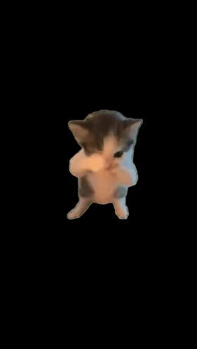 A Small Kitten Is Standing On Its Hind Legs And Looking At The Camera . GIF