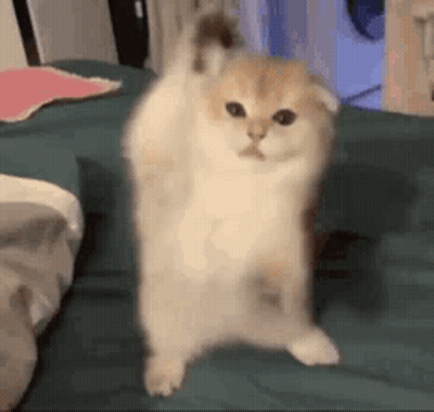 A Small Kitten Is Standing On Its Hind Legs On A Bed . GIF