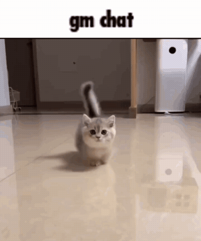 A Small Kitten Is Walking On A Marble Floor In A Room . GIF