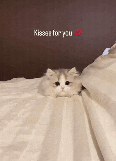 A Small Kitten Laying On A Bed With The Words Kisses For You Written Above It GIF