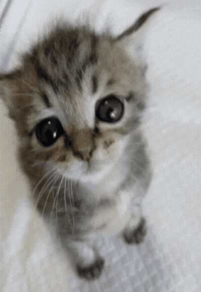 A Small Kitten Looking Up At The Camera With A White Background GIF