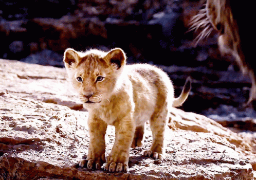 A Small Lion Cub Standing On A Rock Looking At Something GIF