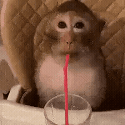 A Small Monkey Is Drinking From A Glass With A Straw . GIF