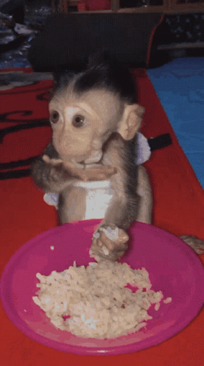 A Small Monkey Is Eating Food From A Pink Plate GIF