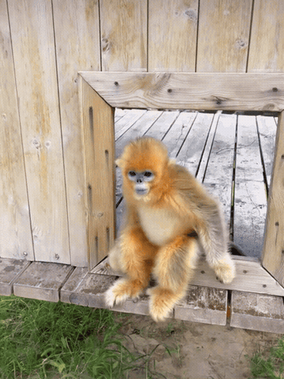 A Small Monkey Is Sitting On A Wooden Ledge GIF