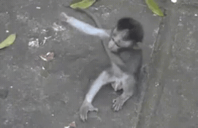 A Small Monkey Is Sitting On The Ground With Its Arm Outstretched . GIF