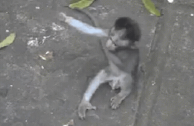 A Small Monkey Is Sitting On The Ground With Leaves Around It GIF