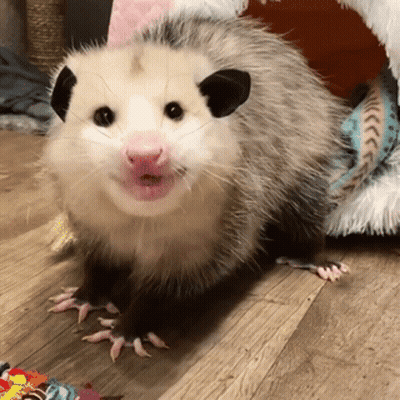 A Small Opossum Is Standing On A Wooden Floor GIF