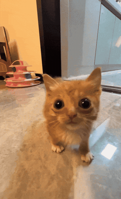 A Small Orange Cat With Big Eyes Is Standing On A Tiled Floor GIF
