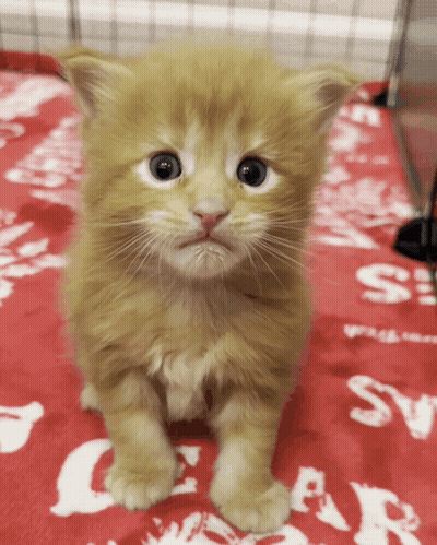 A Small Orange Kitten Is Sitting On A Red Blanket With The Word Cats On It GIF