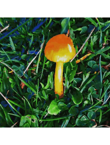 A Small Orange Mushroom In The Grass With Green Leaves Sticker