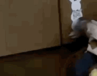 A Small Owl Is Standing On Its Hind Legs In Front Of A Wall . GIF