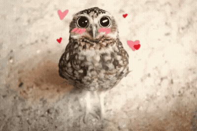 A Small Owl With Hearts Around It 'S Neck And Face GIF