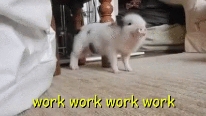 A Small Pig Is Standing On A Carpet With The Words Work Work Work Work Written On It GIF