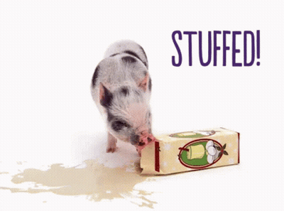 A Small Pig Laying Next To A Box Of Stuffed GIF