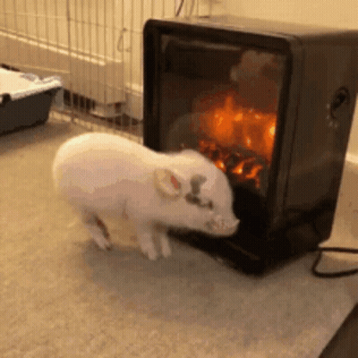 A Small Pig Standing Next To A Fireplace . GIF
