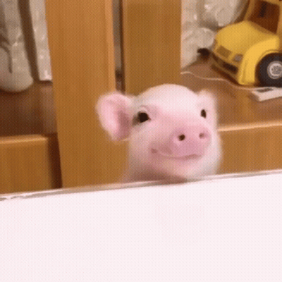 A Small Pink Pig Is Looking At The Camera While Standing Next To A Mirror . GIF