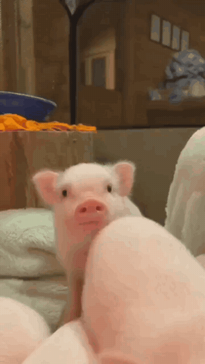 A Small Pink Pig Is Standing Next To A Large Pink Pig . GIF