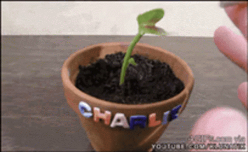 A Small Plant Is Growing In A Pot With Charlie Written On It GIF
