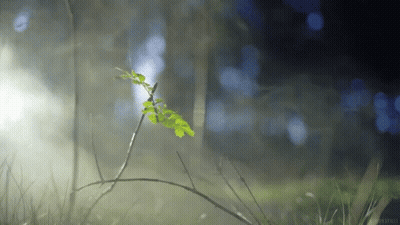 A Small Plant Is Growing Out Of The Ground In The Fog GIF