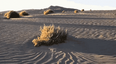 A Small Plant Is Growing Out Of The Sand In A Desert GIF