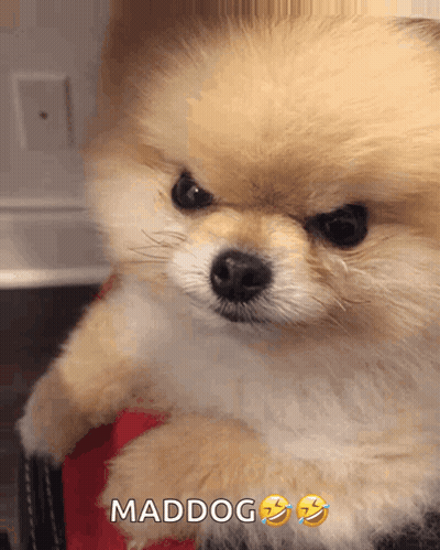 A Small Pomeranian Dog Is Sitting On A Person 'S Lap With The Caption Maddog Above It GIF